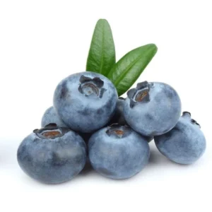 Sunshine Blueberry Bush Plant Live - Sweet Variety for Patio and Garden - 4 to 6 Inch