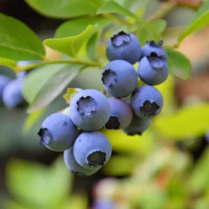 Sunshine Blueberry Bush Plant Live - Sweet Variety for Patio and Garden - 4 to 6 Inch