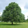 Swamp White Oak Tree - 15-20 Inch Potted Plant - 1 Gallon Size