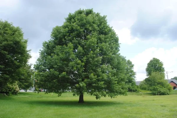 Swamp White Oak Tree - 15-20 Inch Potted Plant - 1 Gallon Size