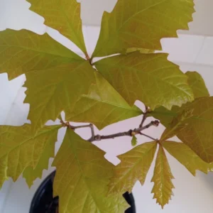 Swamp White Oak Tree - 15-20 Inch Potted Plant - 1 Gallon Size