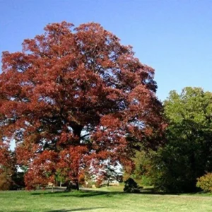 Swamp White Oak Tree - 15-20 Inch Potted Plant - 1 Gallon Size