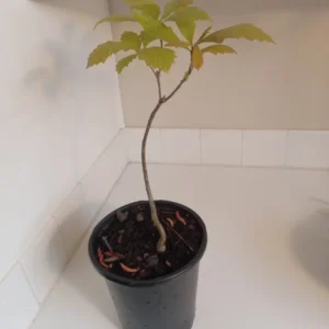 Swamp White Oak Tree - 15-20 Inch Potted Plant - 1 Gallon Size