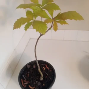 Swamp White Oak Tree - 15-20 Inch Potted Plant - 1 Gallon Size