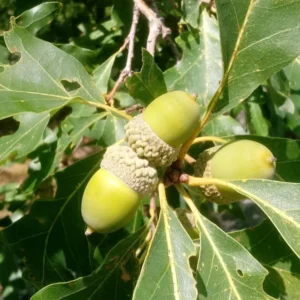 Swamp White Oak Tree - Quercus Bicolor - Tall - Fast Growing - Full Sun