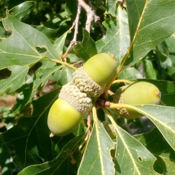 Swamp White Oak Tree - Quercus Bicolor - Tall - Fast Growing - Full Sun