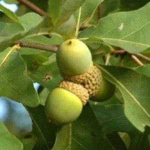 Swamp White Oak Tree - Quercus Bicolor - Tall - Fast Growing - Full Sun