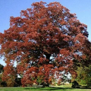 Swamp White Oak Tree - Quercus Bicolor - Tall - Fast Growing - Full Sun