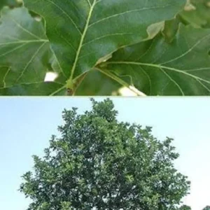Swamp White Oak Tree - Quercus Bicolor - Tall - Fast Growing - Full Sun