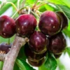 Sweet Cherry Tree - Fruit Tree 3-4 ft Tall - 3 Gal Pot
