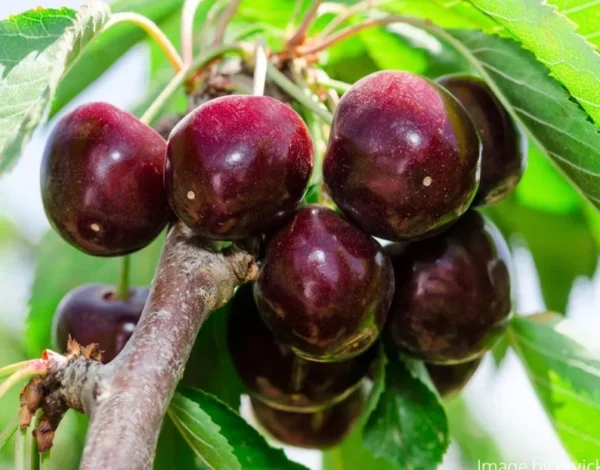 Sweet Cherry Tree - Fruit Tree 3-4 ft Tall - 3 Gal Pot