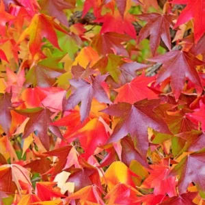 Sweetgum Tree Liquidambar styraciflua Plant - 6-12