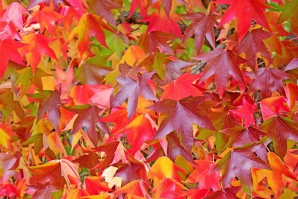 Sweetgum Tree Liquidambar styraciflua Plant - 6-12" Tall in 4" Pot