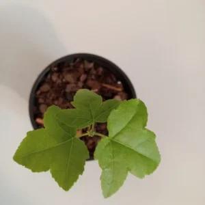 Sweetgum Tree Liquidambar styraciflua Plant - 6-12" Tall in 4" Pot