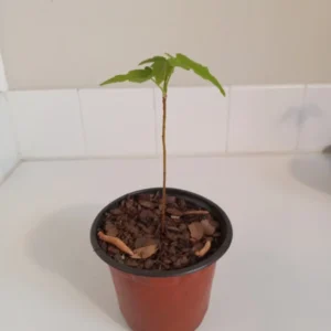 Sweetgum Tree Liquidambar styraciflua Plant - 6-12