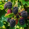 Sweetie Pie Blackberry Plants Live Set - 2 Pack Fruit Bushes Outdoor Garden Plants 4 to 6 Inch Tall