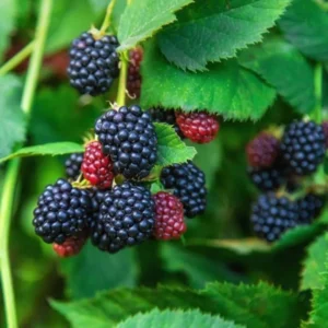 Sweetie Pie Blackberry Plants Live Set - 2 Pack Fruit Bushes Outdoor Garden Plants 4 to 6 Inch Tall