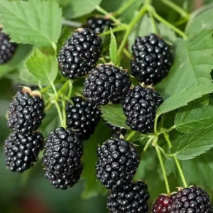 Sweetie Pie Blackberry Plants Live Set - 2 Pack Fruit Bushes Outdoor Garden Plants 4 to 6 Inch Tall