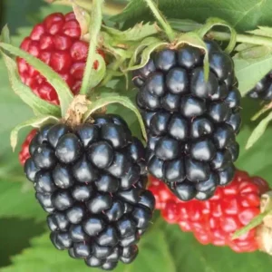 Sweetie Pie Blackberry Plants Live Set - 2 Pack Fruit Bushes Outdoor Garden Plants 4 to 6 Inch Tall