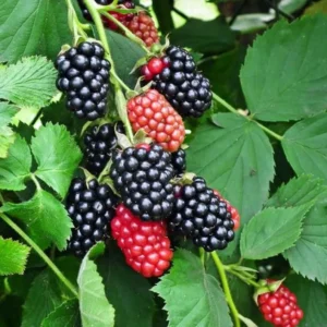 Sweetie Pie Blackberry Plants Live Set - 2 Pack Fruit Bushes Outdoor Garden Plants 4 to 6 Inch Tall