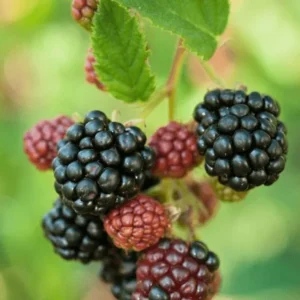 Sweetie Pie Blackberry Plants Live Set - 2 Pack Fruit Bushes Outdoor Garden Plants 4 to 6 Inch Tall