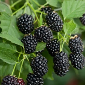 Sweetie Pie Blackberry Plants Live Set - 2 Pack Fruit Bushes Outdoor Garden Plants 4 to 6 Inch Tall