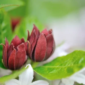Sweetshrub Carolina Allspice Shrub - Reddish Brown Flowers - Fragrant Leaves - NOT SHIP AK, HI
