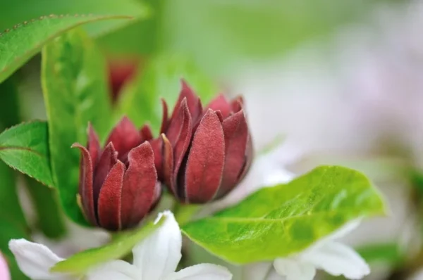 Sweetshrub Carolina Allspice Shrub - Reddish Brown Flowers - Fragrant Leaves - NOT SHIP AK, HI