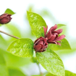 Sweetshrub Carolina Allspice Shrub - Reddish Brown Flowers - Fragrant Leaves - NOT SHIP AK, HI