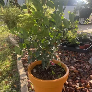 Tangerine Tree - Organic with Pot - Orange Fruit Tree