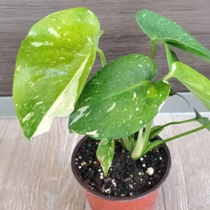 Thai Constellation Plant High Variagate Medium Size Potted Houseplant