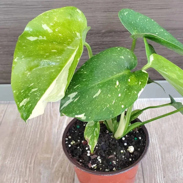 Thai Constellation Plant High Variagate Medium Size Potted Houseplant