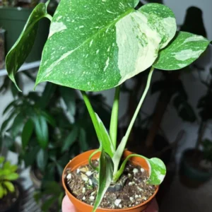 Thai Constellation Plant High Variagate Medium Size Potted Houseplant