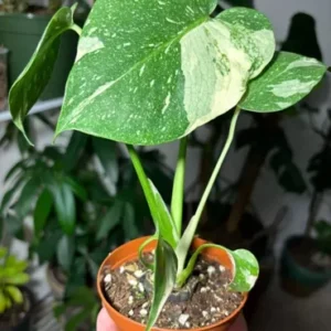 Thai Constellation Plant High Variagate Medium Size Potted Houseplant