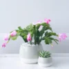 Thanksgiving Christmas Cactus Live Plant 4" White & Pink Potted Cacti