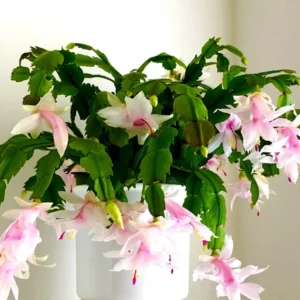 Thanksgiving Christmas Cactus Live Plant 4" White & Pink Potted Cacti