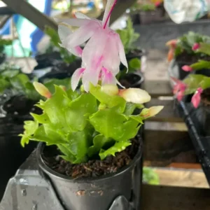 Thanksgiving Christmas Cactus Live Plant 4