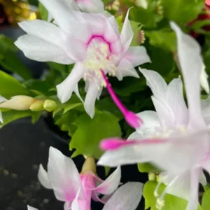 Thanksgiving Christmas Cactus Live Plant 4