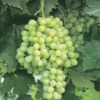 Thompson Seedless Grape Vine - Live Green Grapevines - 1 Plant - 1 Feet - 6" Pot