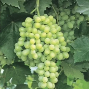 Thompson Seedless Grape Vine - Live Green Grapevines - 1 Plant - 1 Feet - 6" Pot