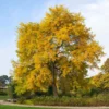 Thornless Honey Locust Tree - Gleditsia Triacanthos 'Inermis' - Fast Growing Tree - Full Sun - NOT SHIP AK, HI