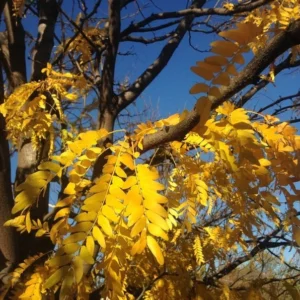 Thornless Honey Locust Tree - Gleditsia Triacanthos 'Inermis' - Fast Growing Tree - Full Sun - NOT SHIP AK, HI