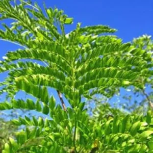Thornless Honey Locust Tree - Gleditsia Triacanthos 'Inermis' - Fast Growing Tree - Full Sun - NOT SHIP AK, HI