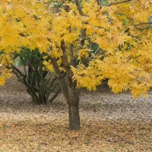 Thornless Honey Locust Tree - Gleditsia Triacanthos 'Inermis' - Fast Growing Tree - Full Sun - NOT SHIP AK, HI