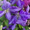 Tie Dye Clematis Flower Plant - 6" Large Dark Purple Silver Streaks - 2.5" Pot