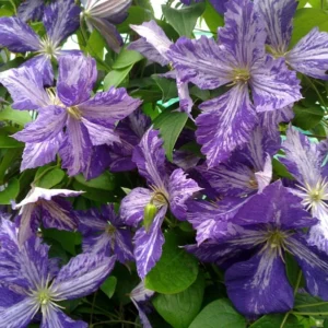 Tie Dye Clematis Flower Plant - 6" Large Dark Purple Silver Streaks - 2.5" Pot