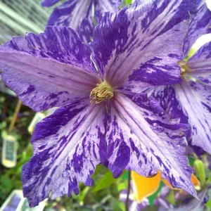 Tie Dye Clematis Flower Plant - 6