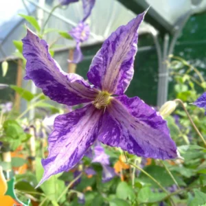 Tie Dye Clematis Flower Plant - 6