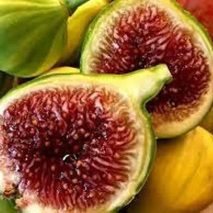 Tiger Fig Tree Plant - 2 Feet Tall - 6 Inch Pot - Fruit Tree