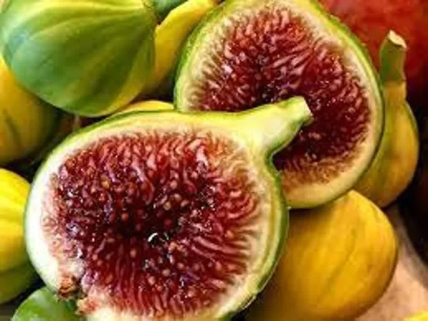 Tiger Fig Tree Plant - 2 Feet Tall - 6 Inch Pot - Fruit Tree